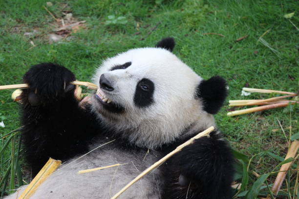 istock A happy panda name Yue Yue 686590846