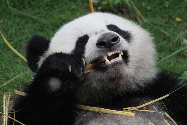 istock A happy panda name Yue Yue 686591004
