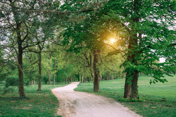 istock dirt road in the park 686593686