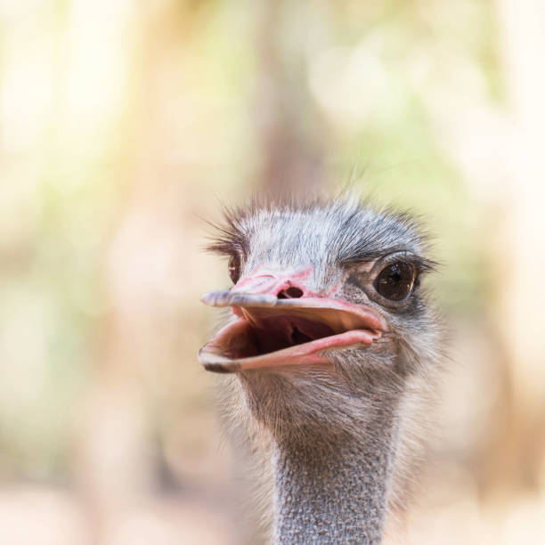Close up head of ostrich ( Struthio camelus ) Close up head of ostrich ( Struthio camelus ) in natural selective focus somali ostrich stock pictures, royalty-free photos & images