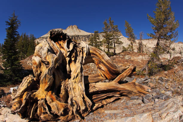 istock Picturesque stumps and snags 686594006
