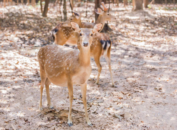 istock sika deers or spotted deers or Japanese deers (Cervus nippon) 686594284