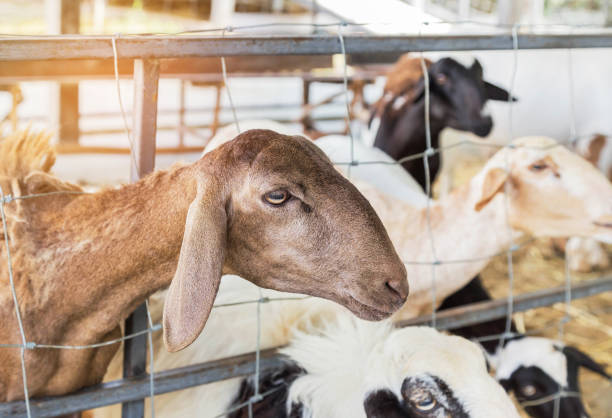 istock young brown sheep resting in the barn 686594602