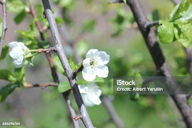 Blühenden Garten Stockfoto und mehr Bilder von Baum - Baum, Baumblüte, Blatt - Pflanzenbestandteile