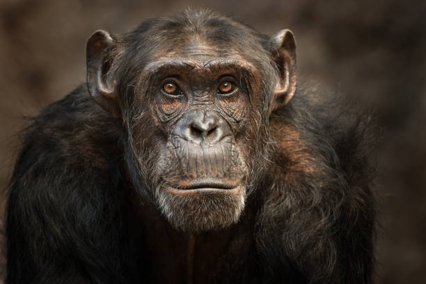 retrato de un chimpancé macho - primate fotografías e imágenes de stock