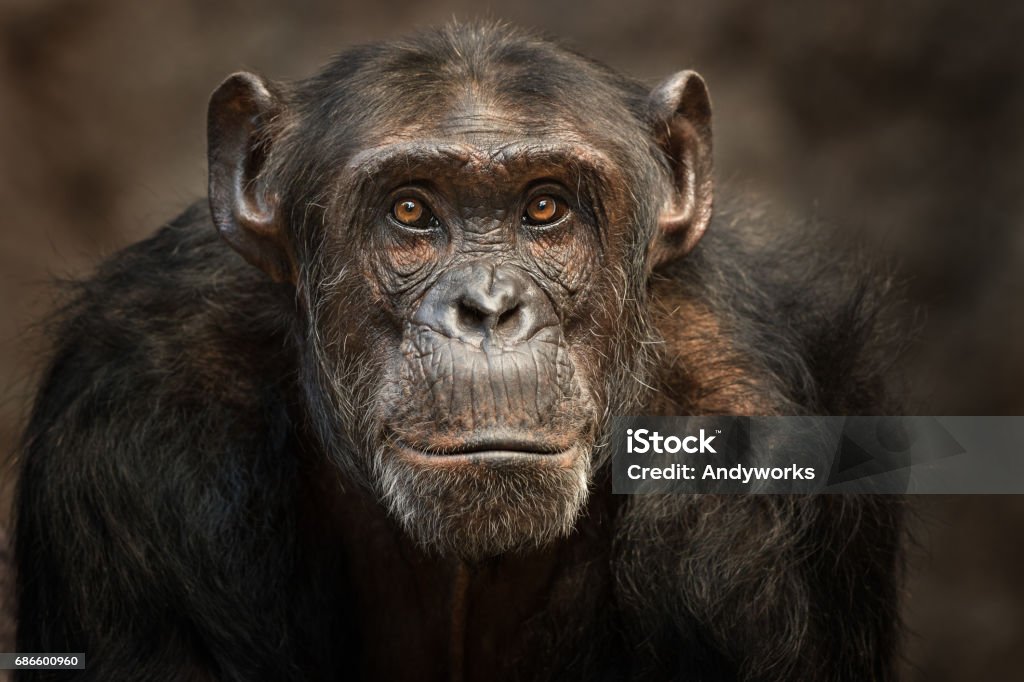 Portrait d’un chimpanzé mâle - Photo de Chimpanzé libre de droits