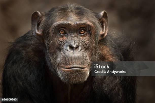 Photo libre de droit de Portrait Dun Chimpanzé Mâle banque d'images et plus d'images libres de droit de Chimpanzé - Chimpanzé, Chimpanzé commun, Primate