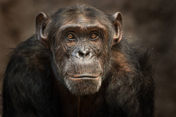 portret męskiego szympansa - naczelny zdjęcia i obrazy z banku zdjęć