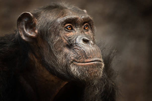 istock Portrait of a male Chimpanzee 686600974