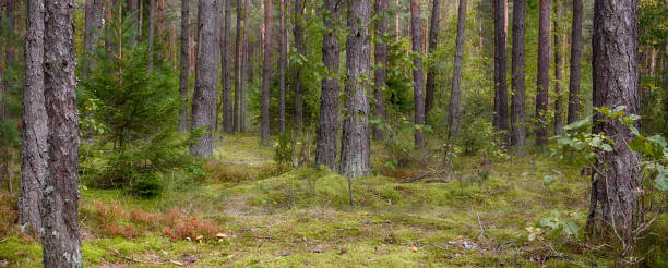 istock Panoramic scenic landscape of pine forests 686603476