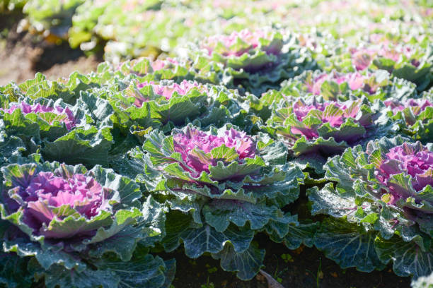 istock Cabbage field in Doi Inthanon National Park , Chiangmai , Thailand 686603872