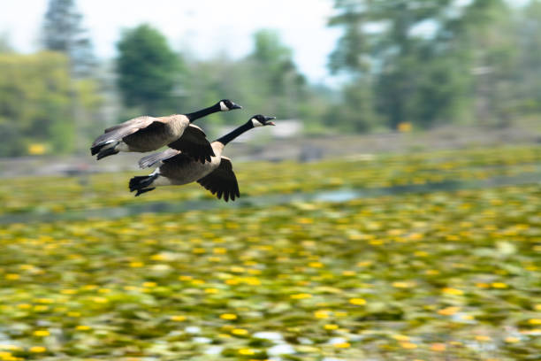Two Canadian geese about to land in pond