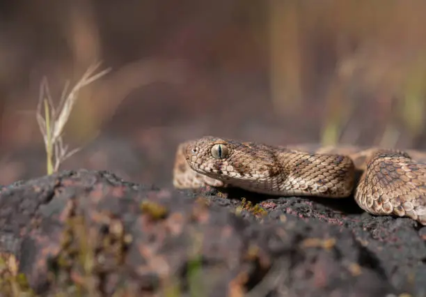 Photo of Saw-scaled Viper