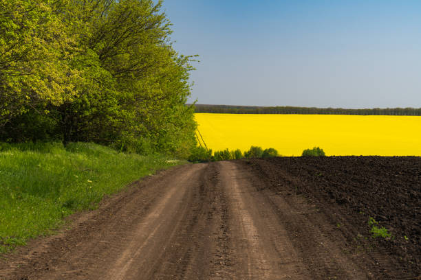 istock Colza field and blue sky 686607106
