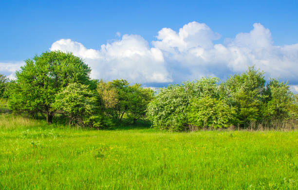 istock The grassy clearing went to trees with a blue sky and white clouds 686607498