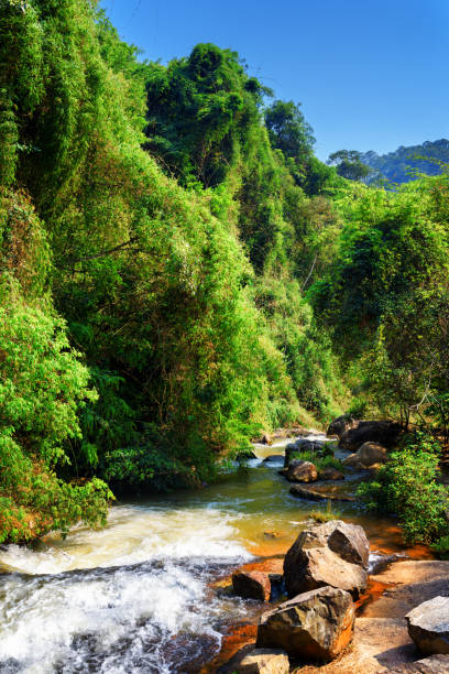 istock View of mountain river among green woods 686607636
