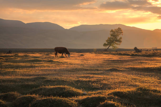 krowa pasąc się na jesiennym polu na tle górskiego krajobrazu i zachodzącego słońca - pasąc zdjęcia i obrazy z banku zdjęć