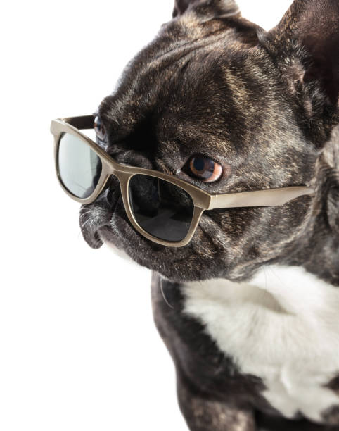 istock French bulldog in sunglasses 686607794