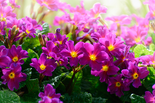Primrose purple flowers (Primula Vulgaris). Purple primroses. Primula flowers growing in the spring garden.