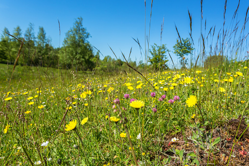 Hawkbit flowers in a meadow in the summery landscape