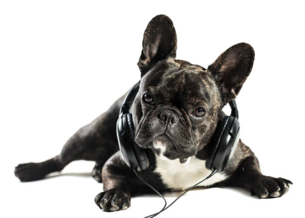 bulldog francés en auriculares - french bulldog fotografías e imágenes de stock