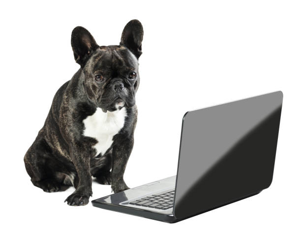 istock French bulldog sitting with laptop 686610904
