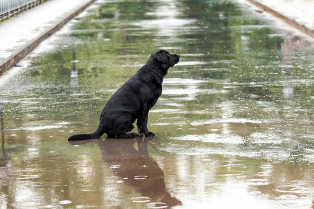 Unhappy black dog sitting in the rain