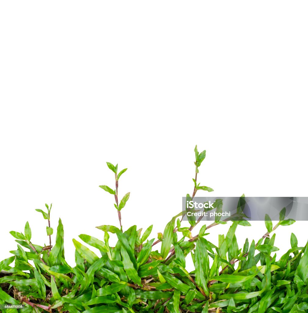 Green Grass Ivy Isolated Stock Photo - Download Image Now - Abstract ...