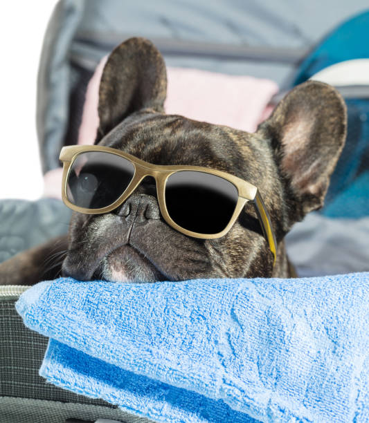 istock French bulldog with glasses 686611122