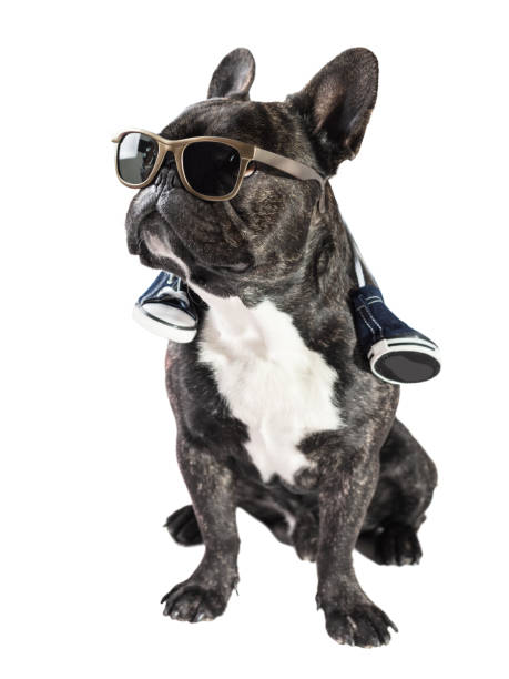 istock French bulldog in sunglasses 686614192
