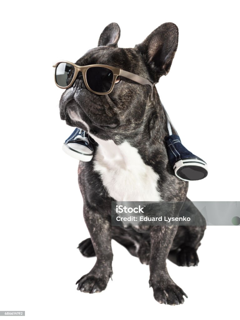 French bulldog in sunglasses French bulldog in sunglasses and sneakers on the neck Animal Stock Photo