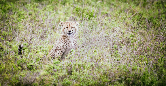 Young cheetah in african savanna. Serengeti national park, Tanzania