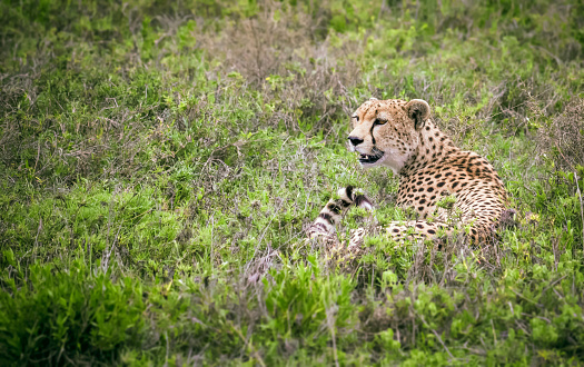 Cheetah lying in grass. Serengeti national park