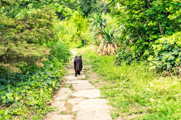 istock Walkway in the garden with cat walks along 686620460