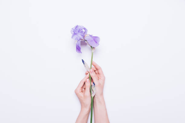 istock Female hands holding a blue flower on a white background 686622790