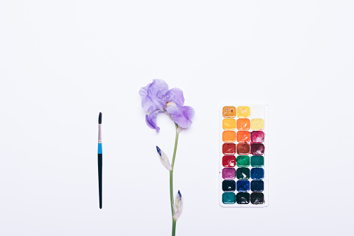 Watercolor paint, brush and blue flower lie on a white background, top view