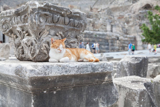 istock Wild cat at Ephesus Ancient City in Turkey 686623648