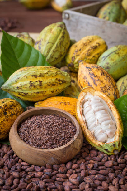 istock Ripe cocoa pod and nibs, cocoa beans setup background 686625980