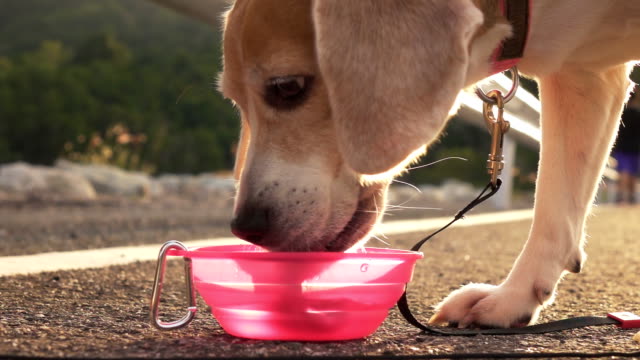 510 Dog Drinking Water Outside Stock Videos and Royalty-Free Footage -  iStock