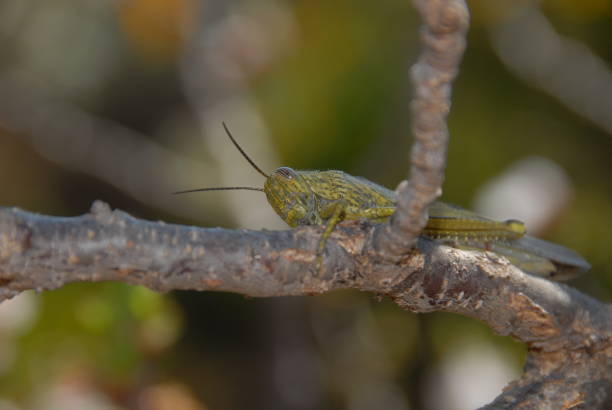 istock Grasshopper/grasshopper on an apricot tree - Spain 686632882