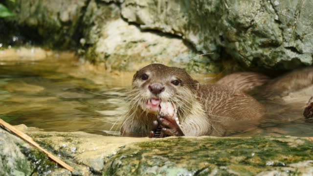 Otter eating fish.