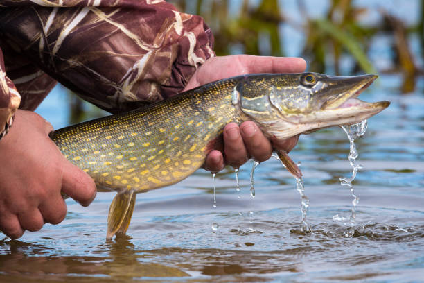 180+ Pike Fishing Fish Biting Stock Photos, Pictures & Royalty