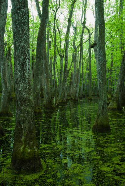 istock Cypress Swamp, Natchez Trace, Mississippi 686636974