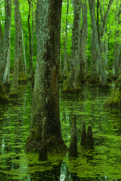 istock Cypress Swamp, Natchez Trace, Mississippi 686636978