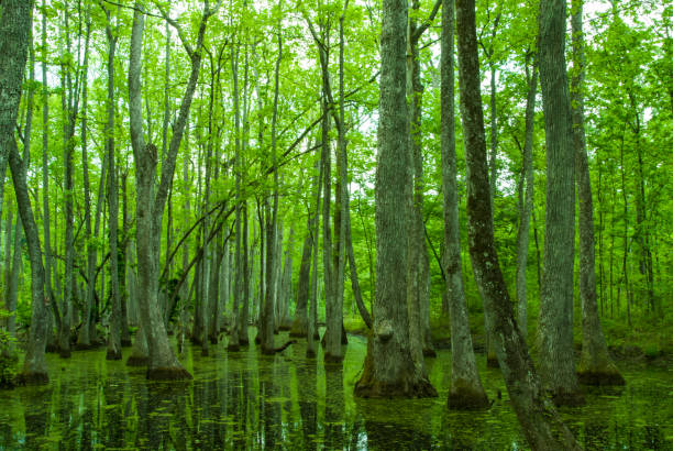 Cypress Swamp on the Natchez Trace in Mississippi