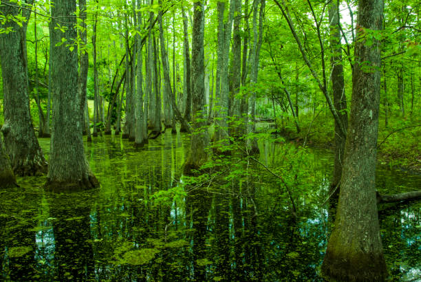 istock Cypress Swamp, Natchez Trace, Mississippi 686639336