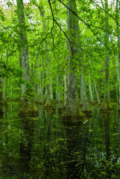 istock Cypress Swamp, Natchez Trace, Mississippi 686639342