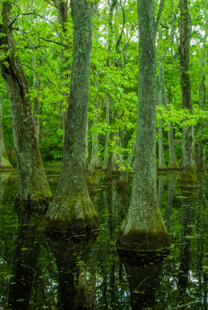 istock Cypress Swamp, Natchez Trace, Mississippi 686642700