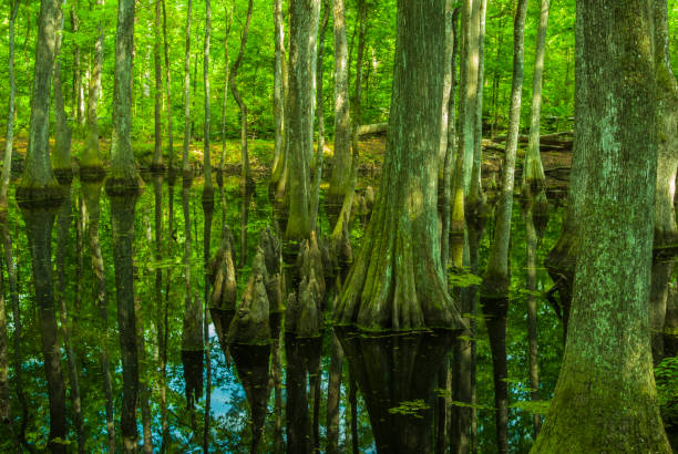 pântano de ciprestes, rastreamento de natchez, mississippi - cypress swamp - fotografias e filmes do acervo