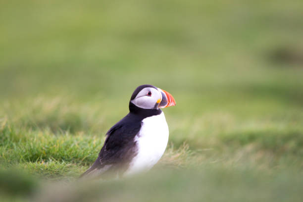 istock Puffin on a Grassy Bank. 686645572